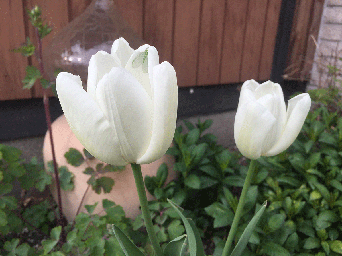 tulipaner